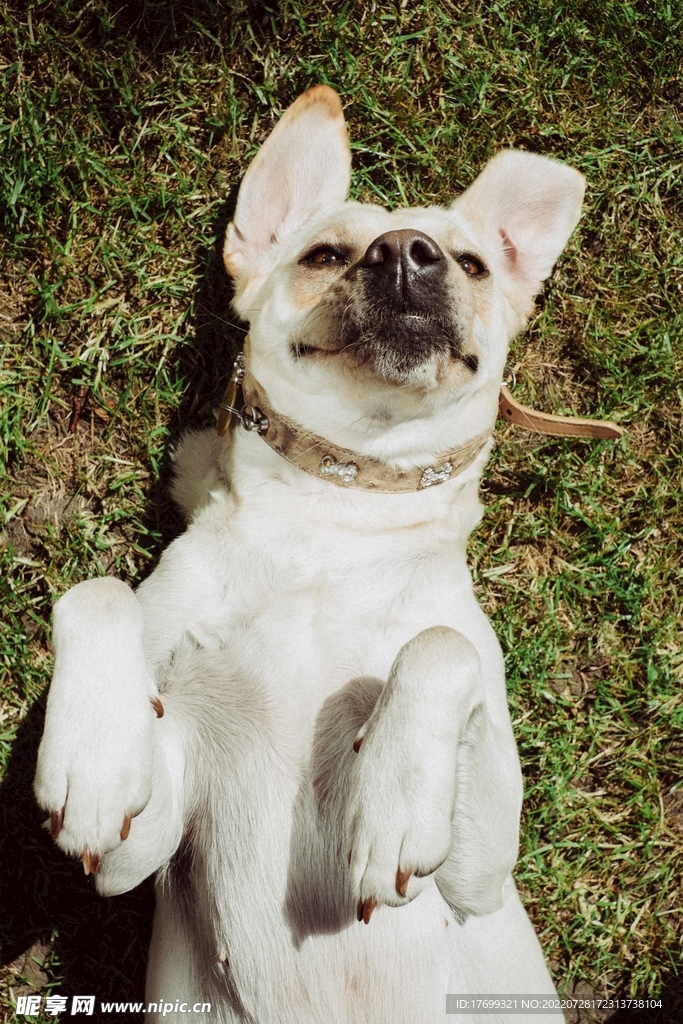 狗