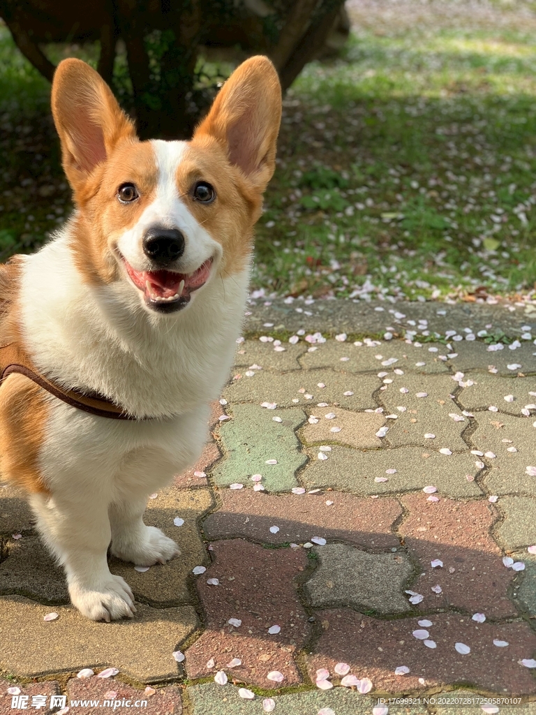 柯基犬