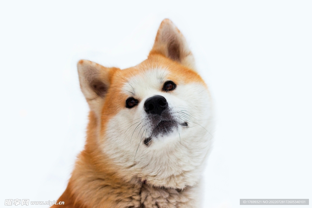 柴犬