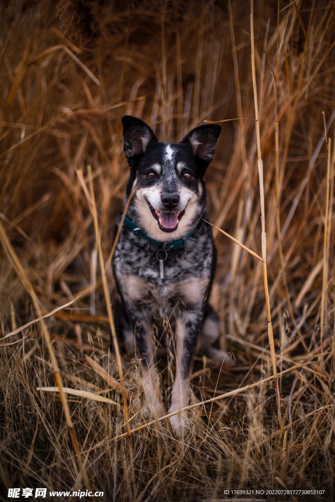 狗