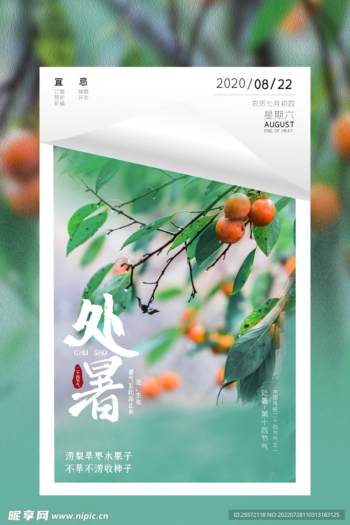 清新绿色柿子摄影图处暑海报