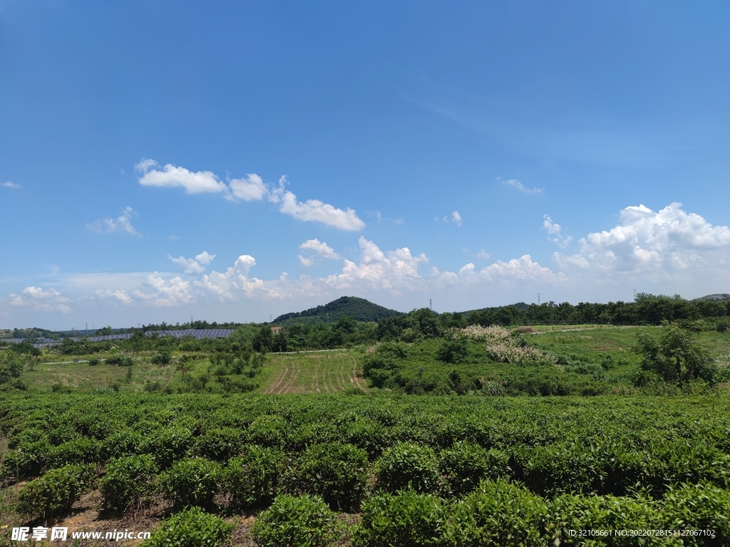 茶园天空
