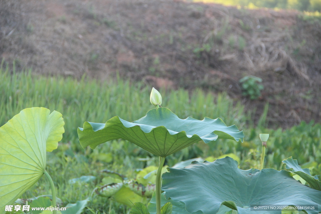 小山村荷花莲子