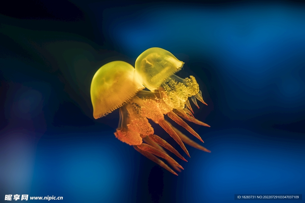 黄颜色的水母图