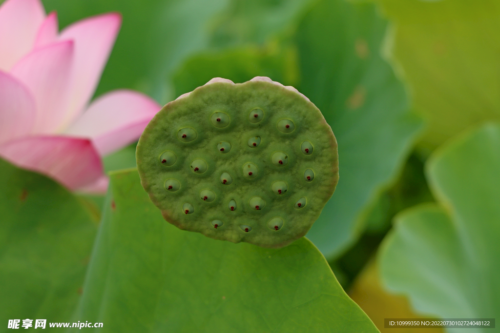 莲蓬莲子