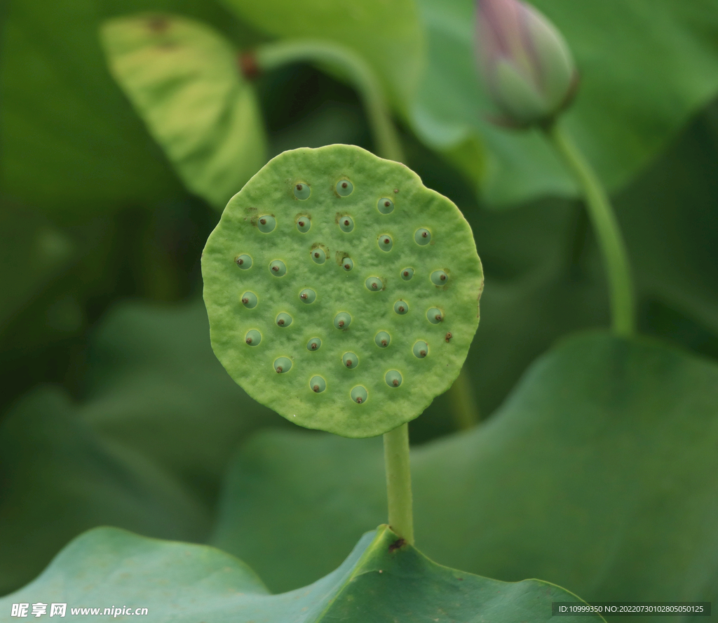 莲蓬莲子