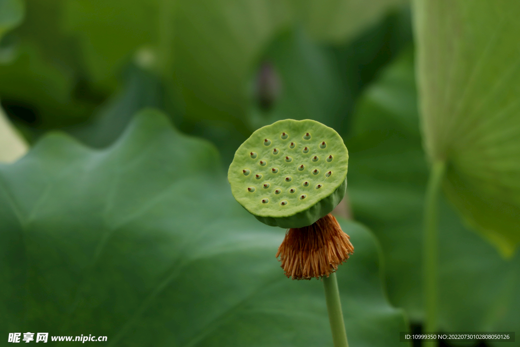 莲蓬莲子