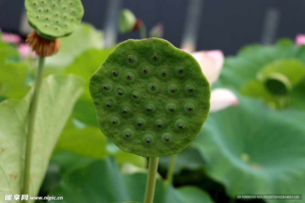 莲蓬莲子