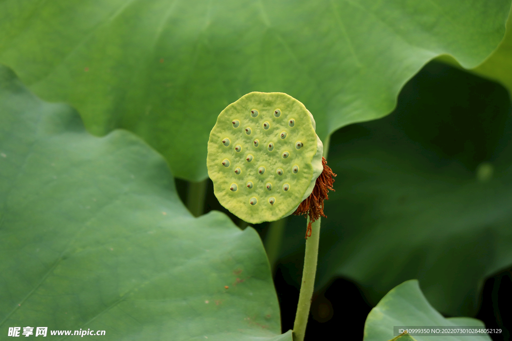 莲蓬莲子