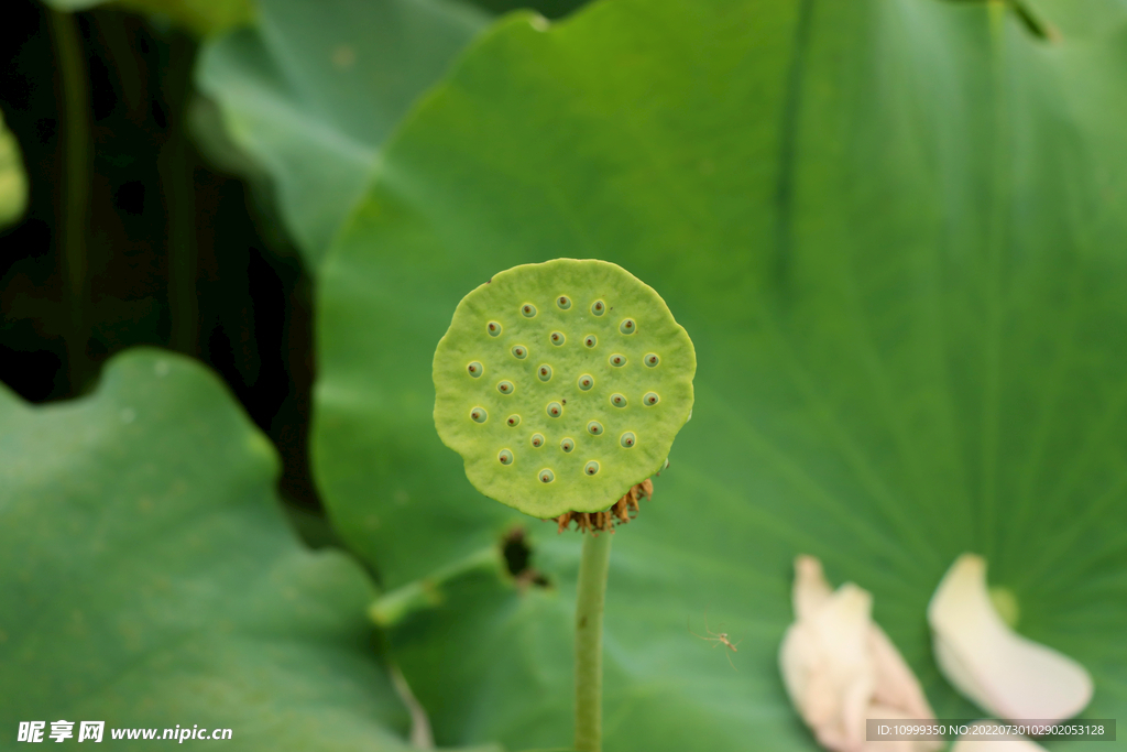 莲蓬莲子