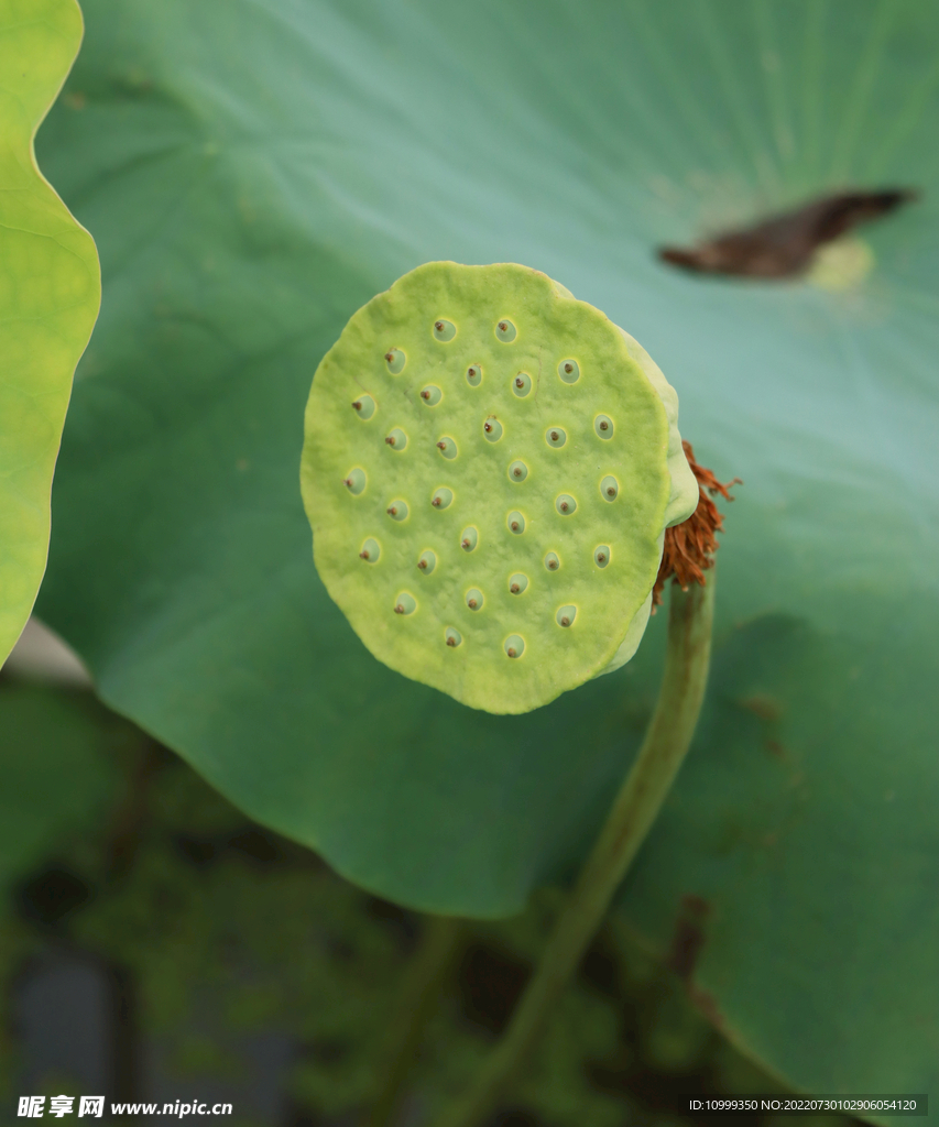 莲蓬莲子