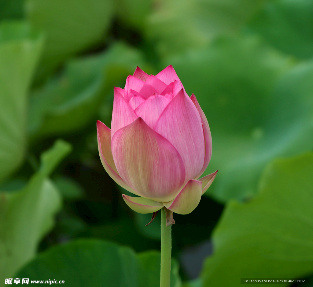 荷花花苞花蕾