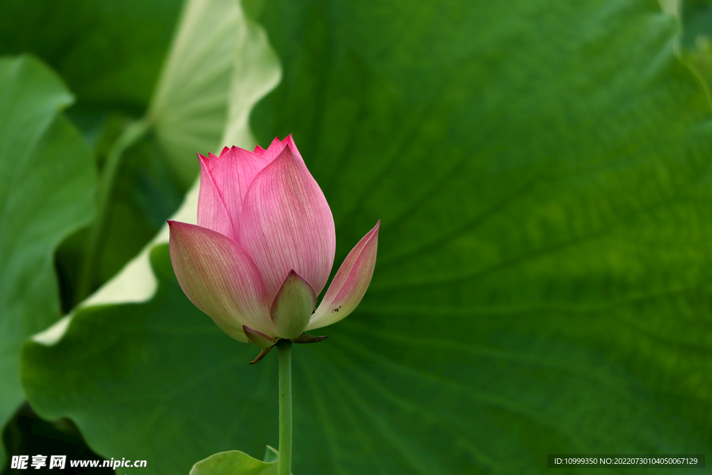 荷花花苞