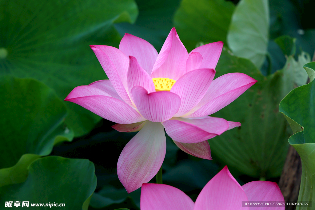 莲花花苞
