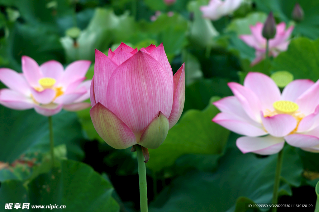 莲花花苞