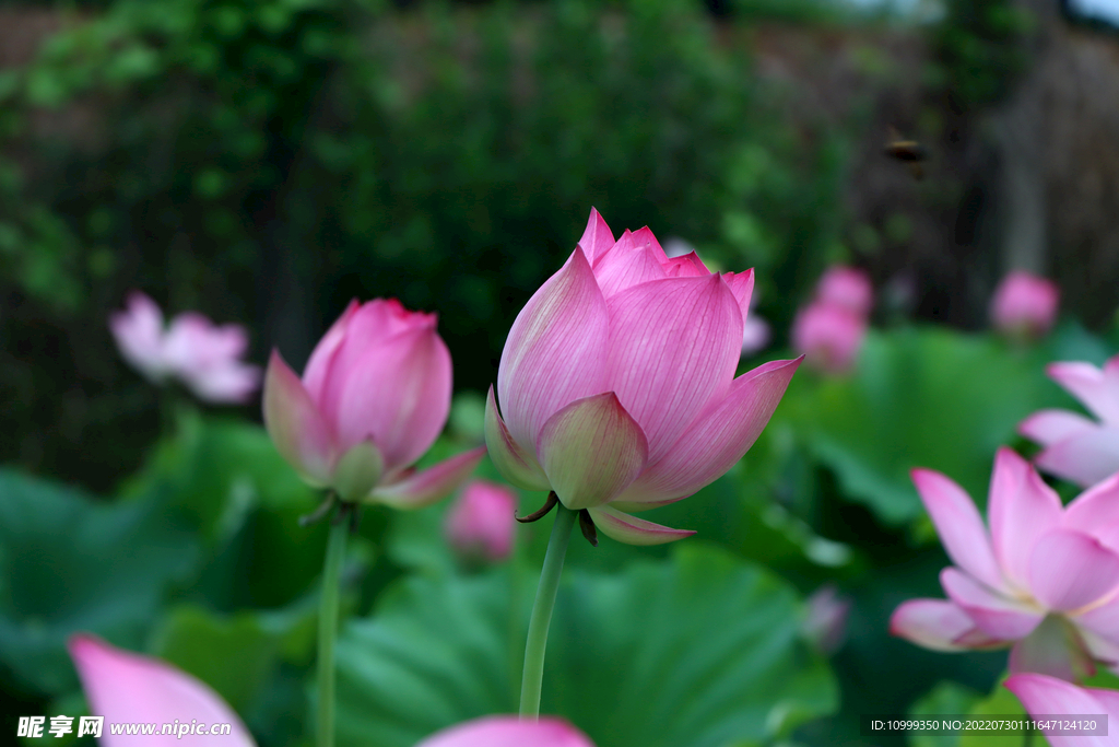 莲花花苞
