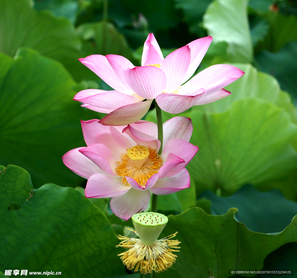 荷花