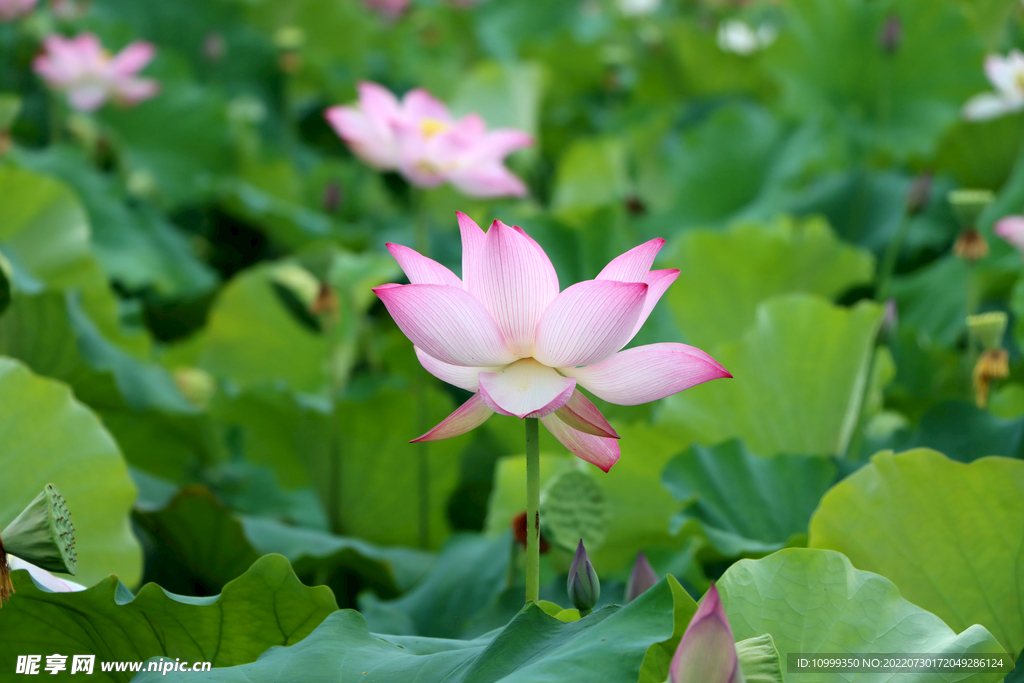 荷花