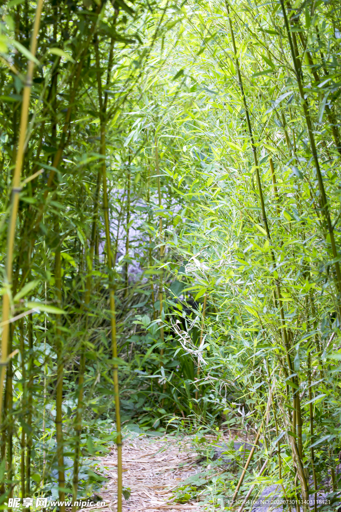 户外竹林竹子