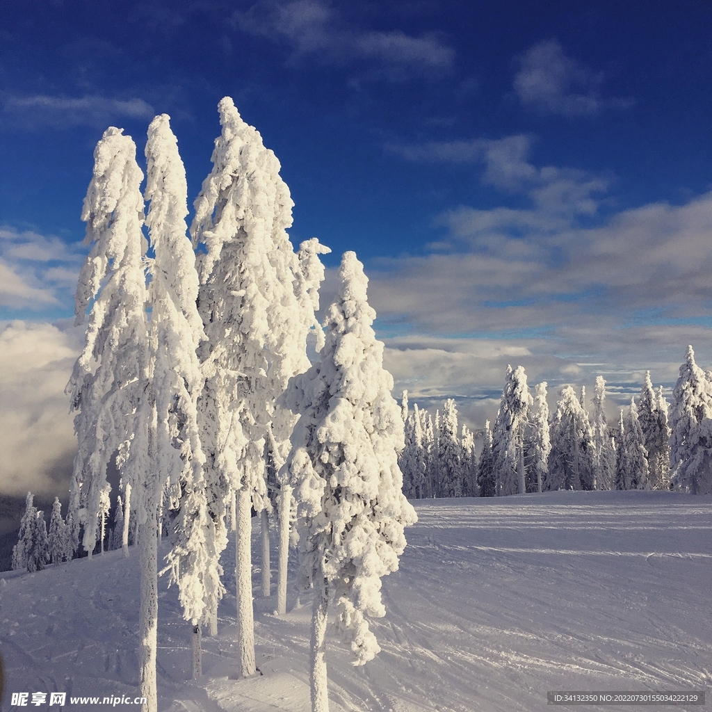 雪树