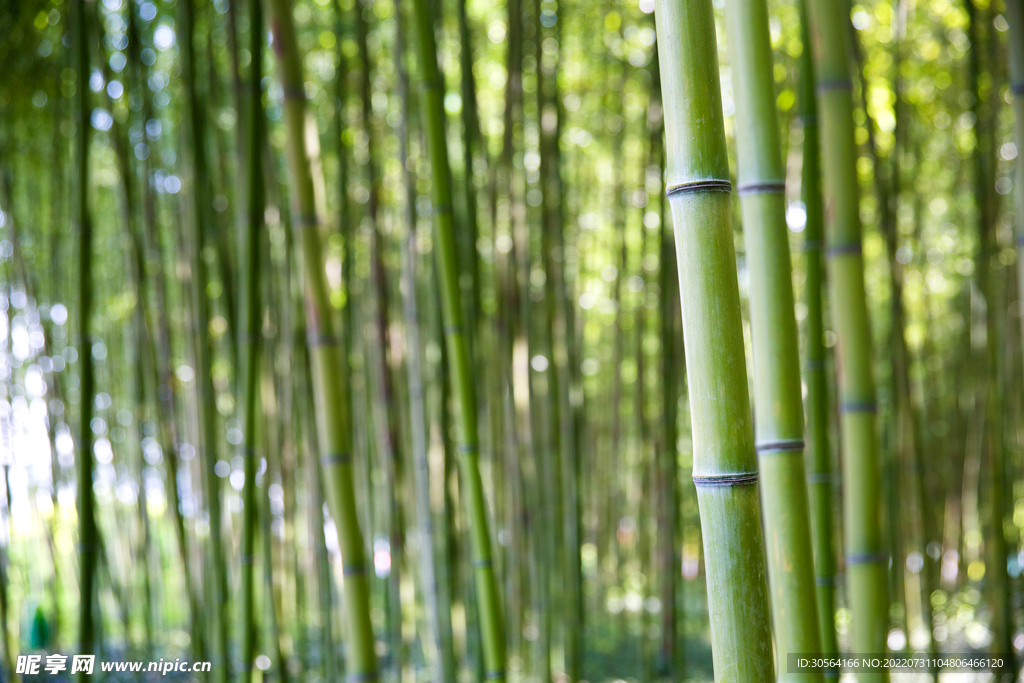 户外竹林竹子