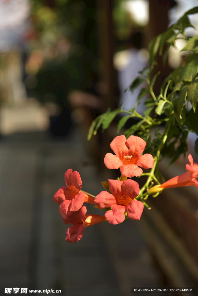 凌霄花