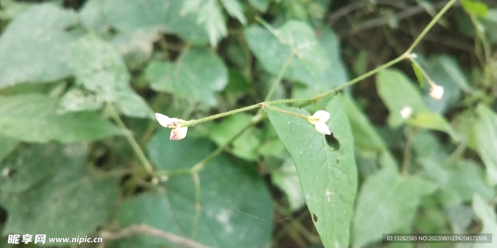 野外稀花蓼