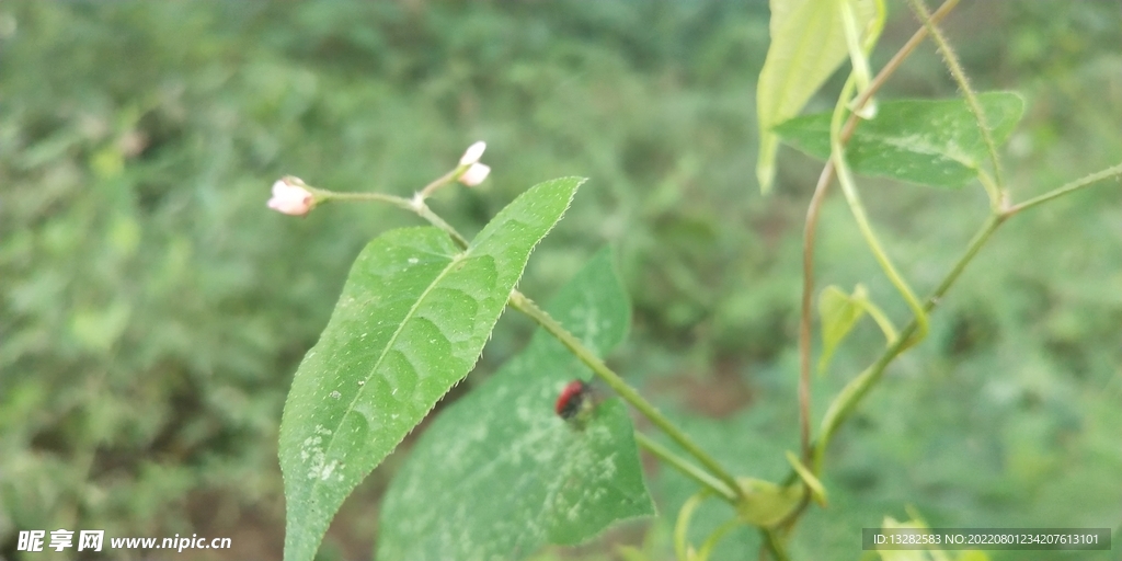 稀花蓼图片