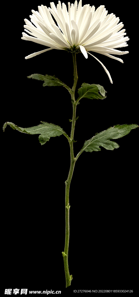 鲜花干花元素