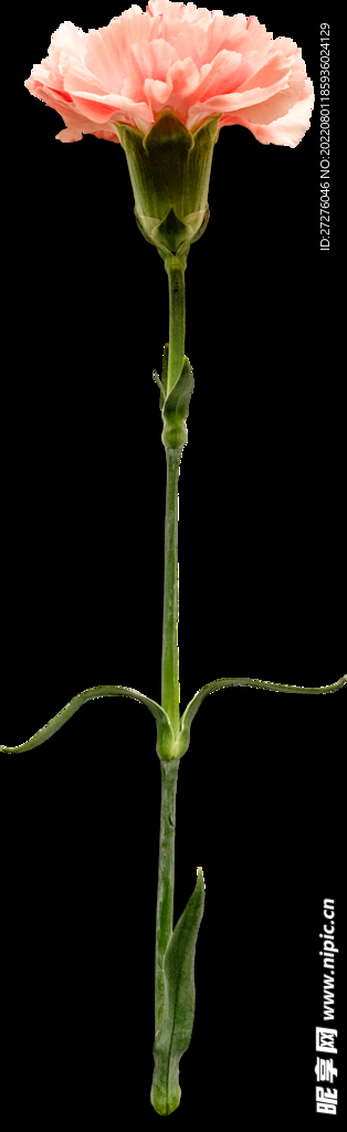 鲜花干花元素