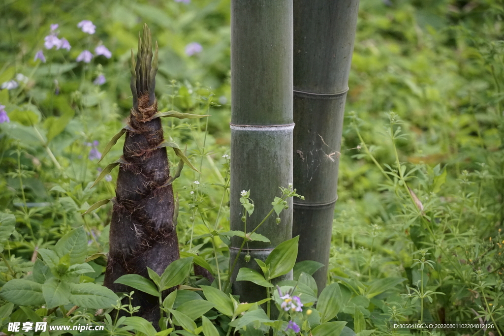 户外森林竹笋自然