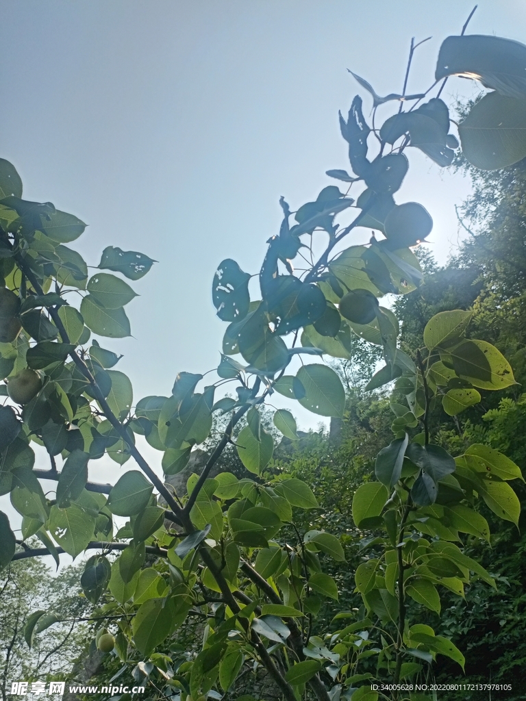 梨树