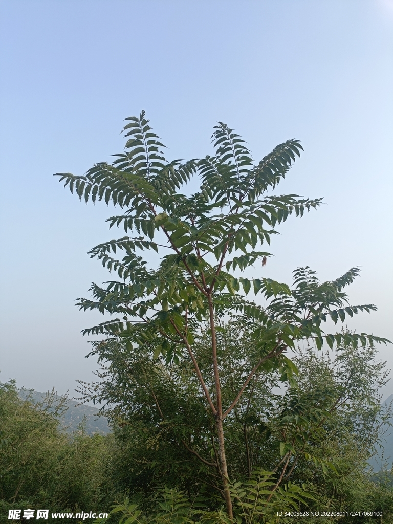 树木植物