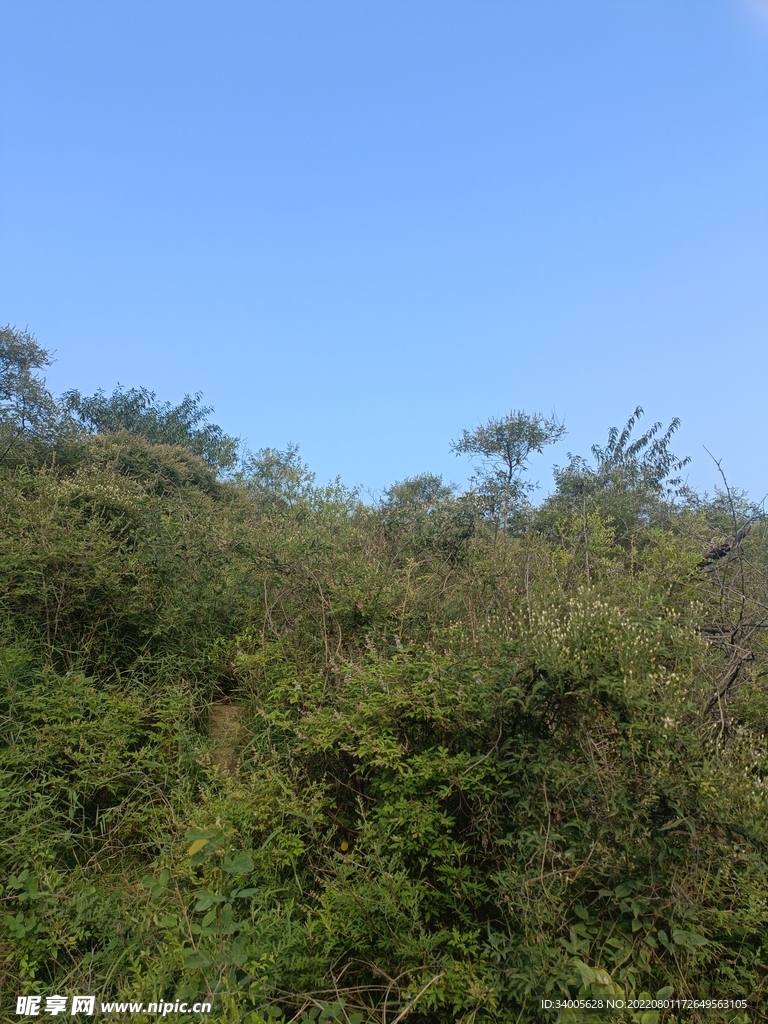 清晰的树木