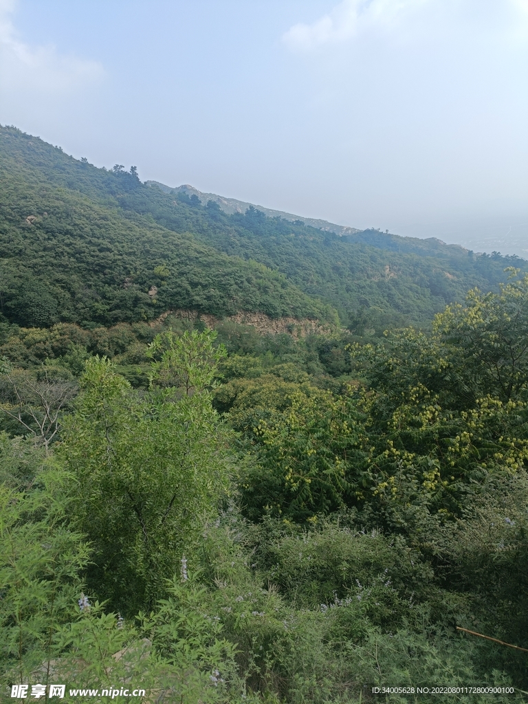 满山树木