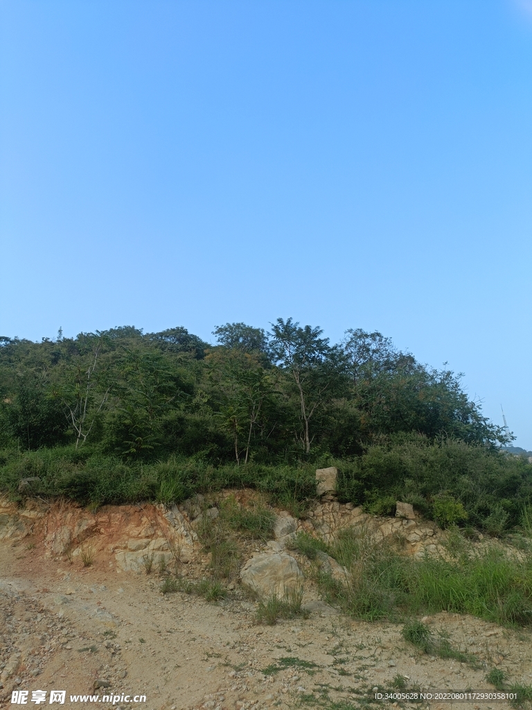 山路树林