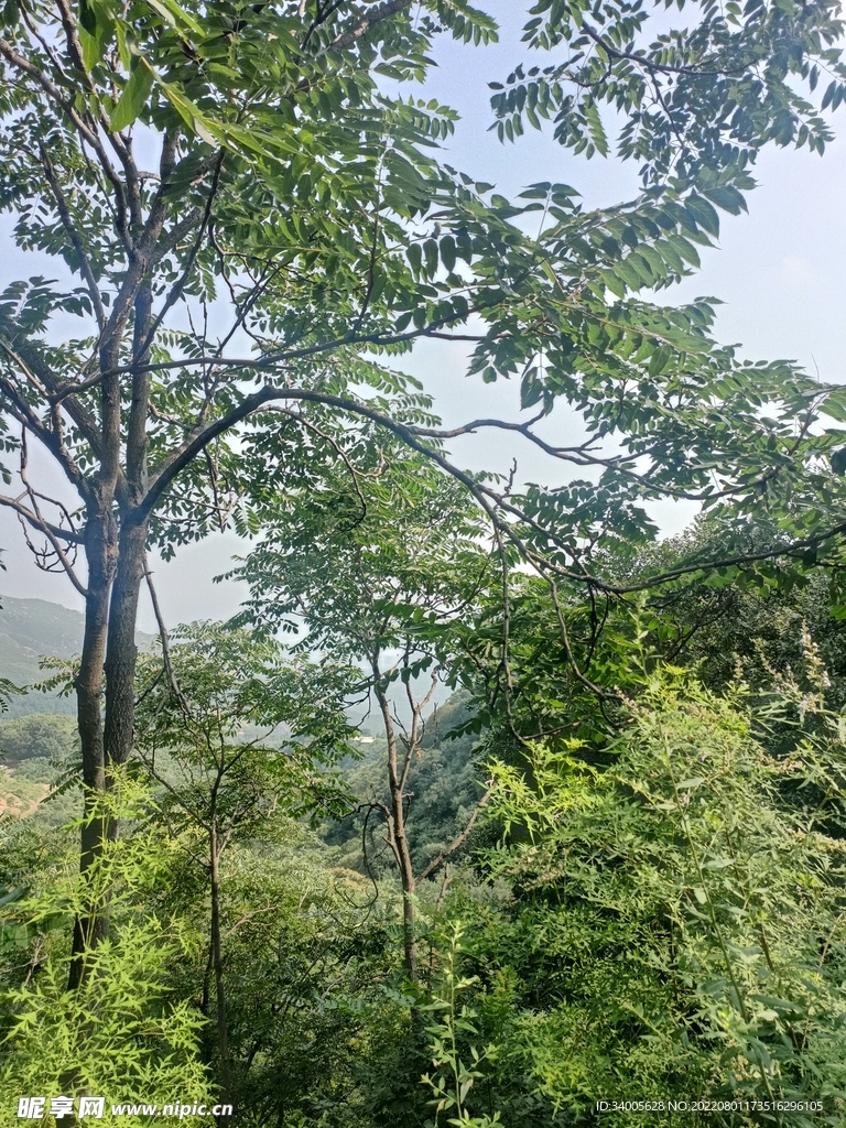 山里的树木