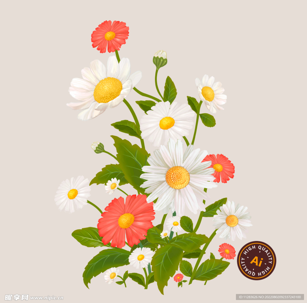 逼真菊花花卉插画