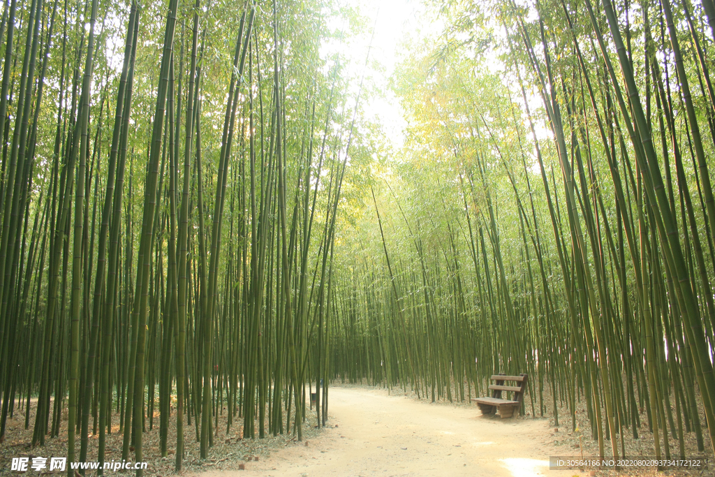 户外竹林竹子