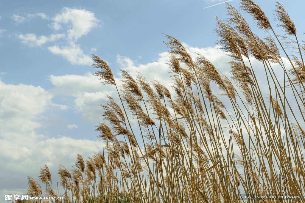 夏天泛黄芦苇草