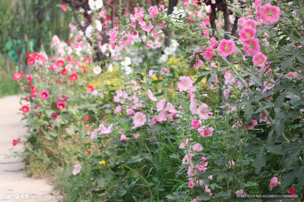 花丛
