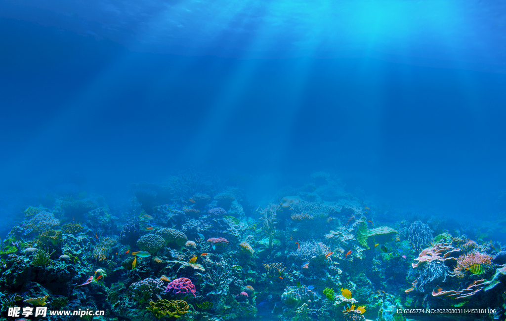 高清海底珊瑚场景