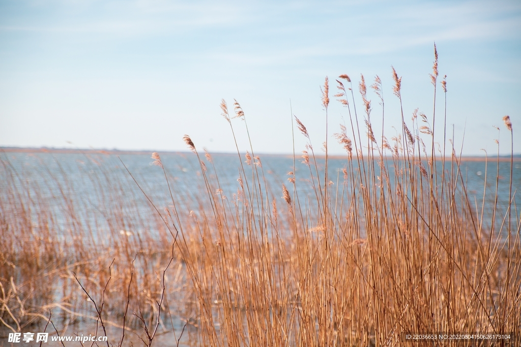 沼泽地秋季芦苇