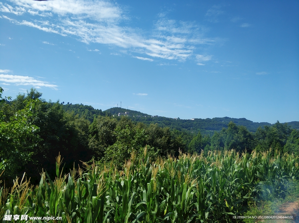 玉米山地