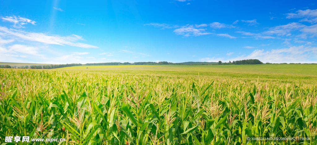 阳光明媚的蓝天玉米田农业