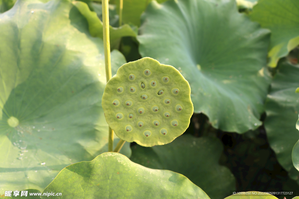 莲蓬莲子