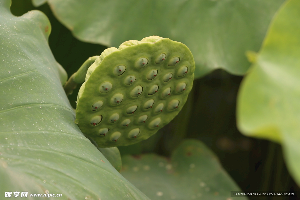 莲蓬莲子