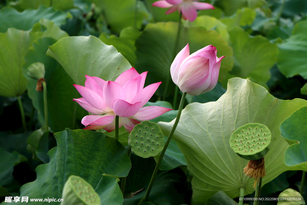 荷花