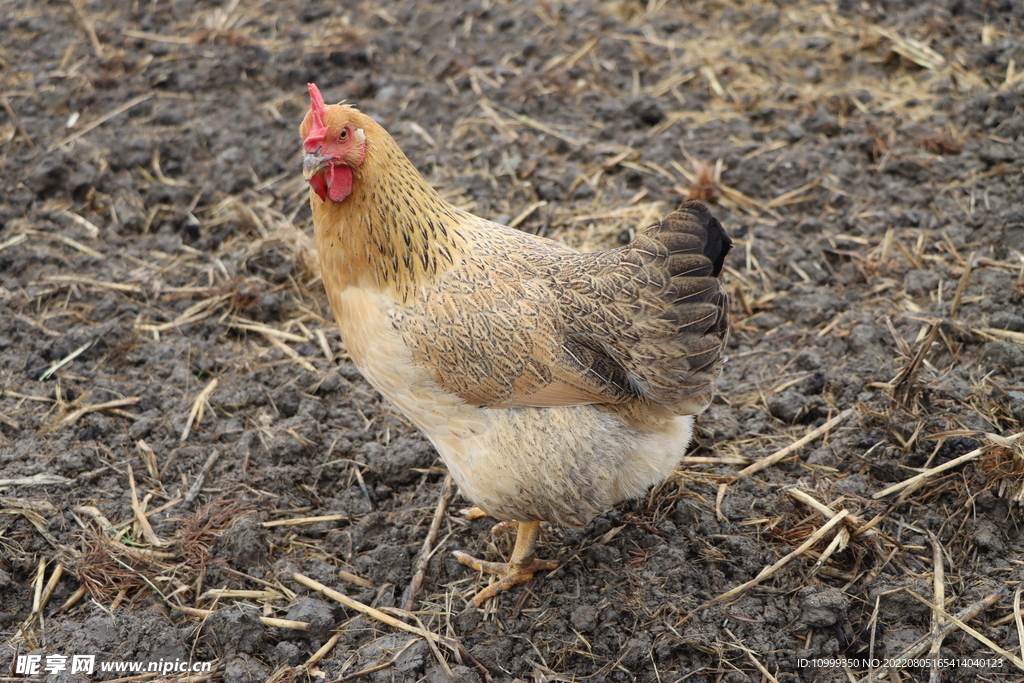 母鸡 