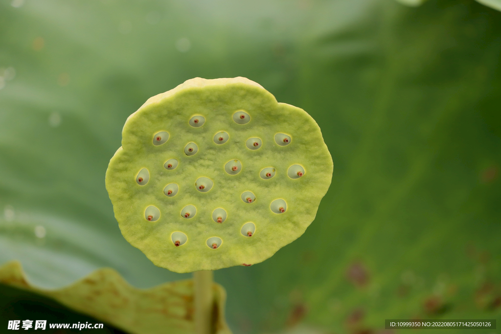 莲蓬莲子